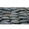 Sea Cucumber