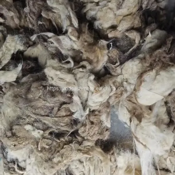 Tibetan Raw Greasy Cashmere Fiber Tibet Cashmere Fineness 14.5mic photo-2