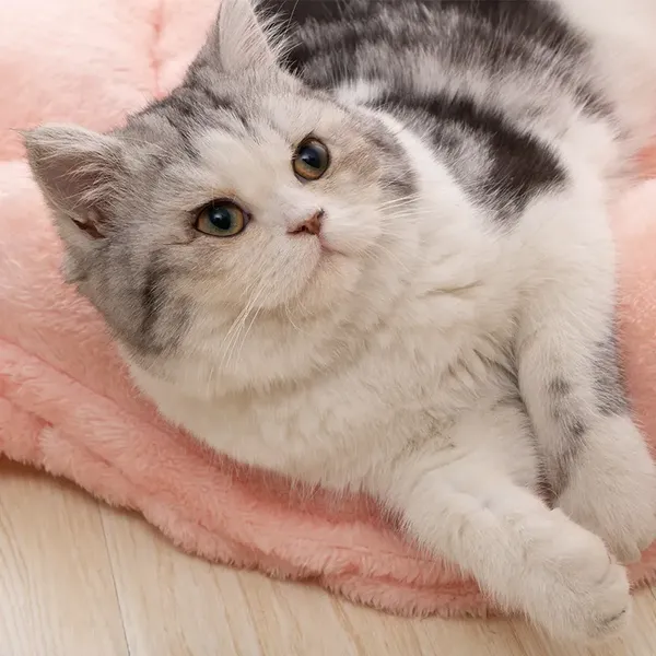 Winter Soft Warm Semi-Enclosed Cat Litter Dog Bed House Indoor Cozy Comfy Pet Cat Bed photo-3