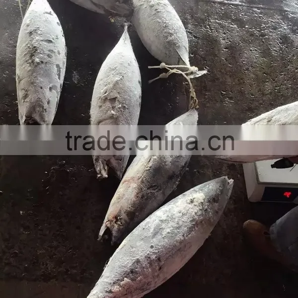 Longline Frozen Skipjack Tuna 5kg up ( Katsuwonus Pelamis) photo-2