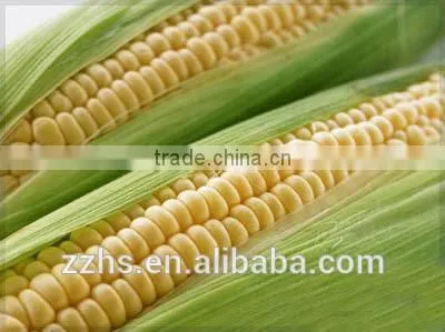Canned Corn Canned Vegetable photo-5