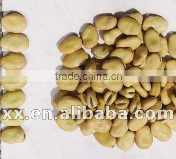 Broad Beans