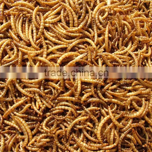Dried Mealworms for Chicken Feed
