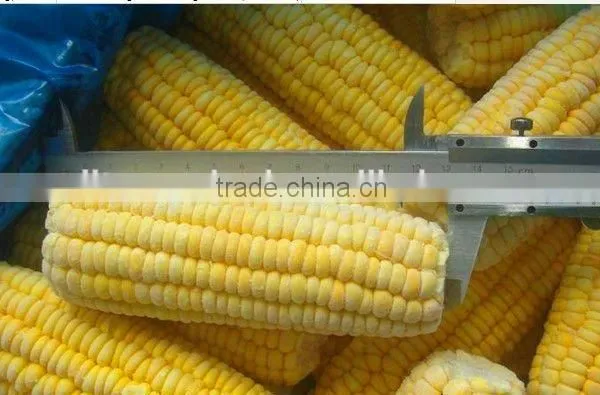 Delicious Iqf Frozen Yellow Corn Sweet Corn Bulk