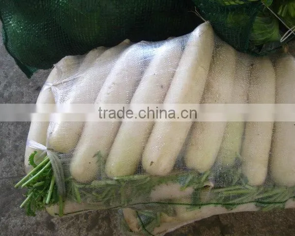 Fresh Chinese White Radish on Sale photo-3