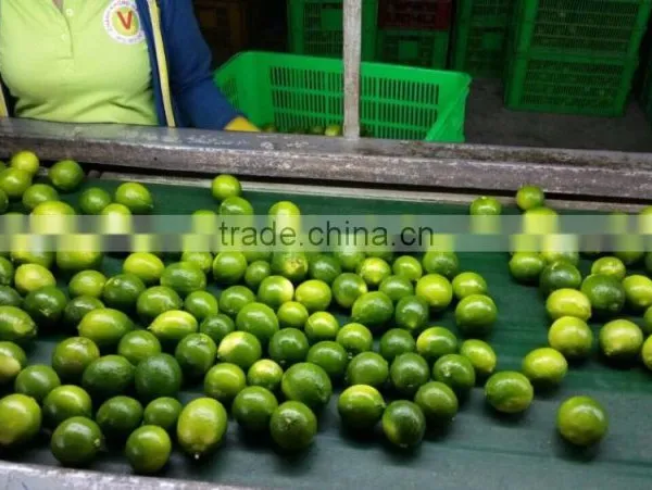 LIME WITHOUT SEED