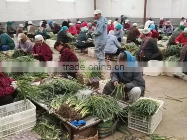IQF Scallions photo-3
