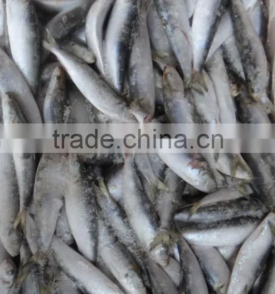 Frozen Sardine photo-4