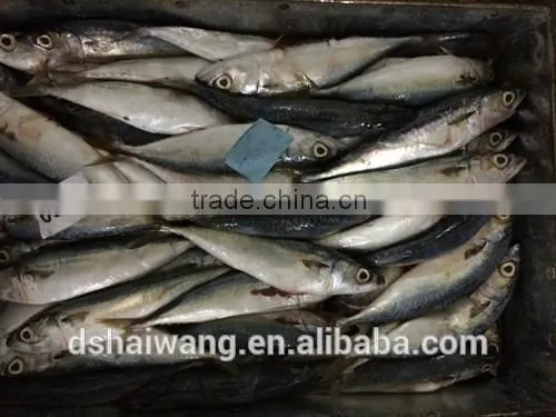 Landing Frozen Horse Mackerel With Size 60 - 80 photo-2