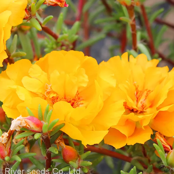 500g Bulk Sale Moss Rose Purslane Seed Double Mix Portulaca Flower Seeds for Planting photo-3