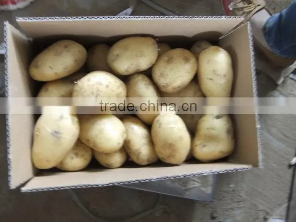 2015Anqiu Good Price of the Potato photo-2