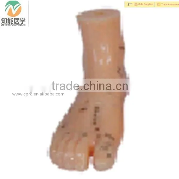 High Quality Foot Chinese Acupuncture Model 13cm