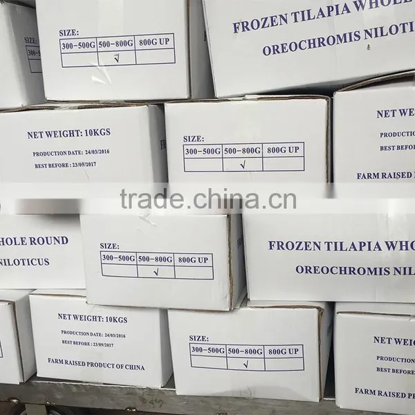 Good Quality Frozen Tilapia Chinese Factory Wholesale Price photo-2