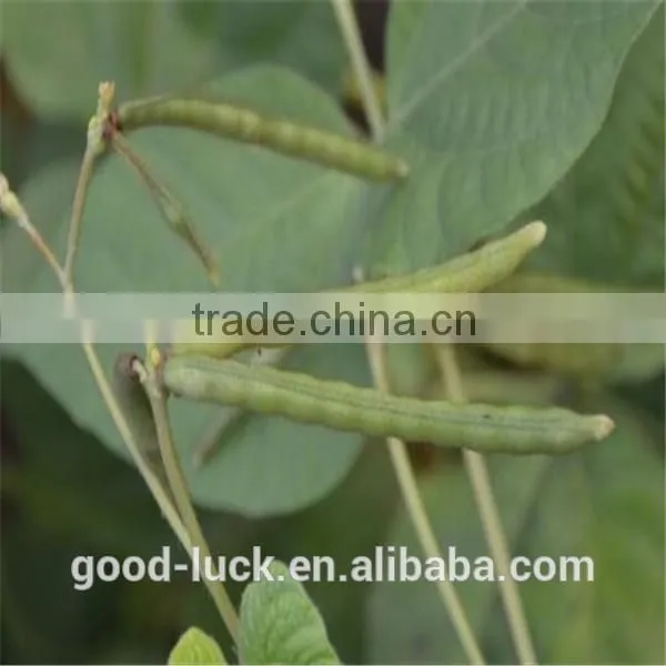 Green Mung Beans(2014 Crop) photo-4