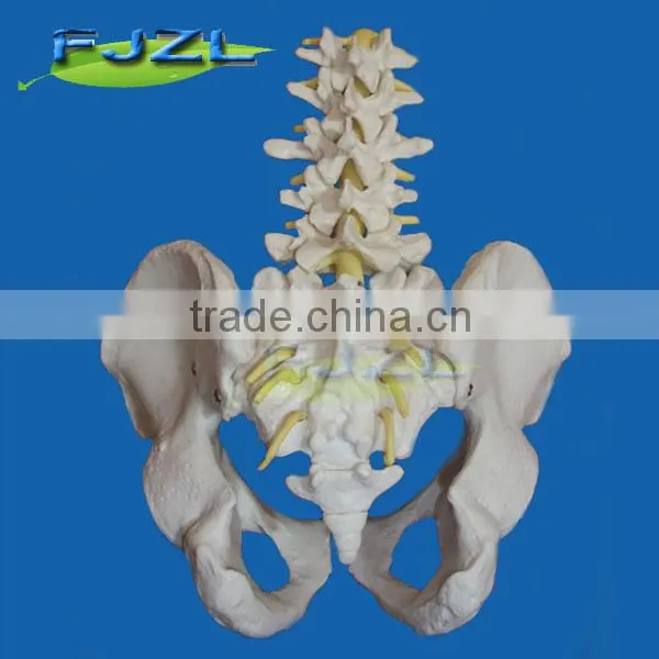 Life-size 5 Lumbar Vertebra, Pelvis Anatomic Model photo-2