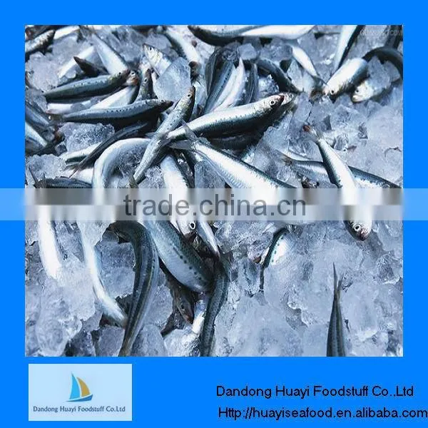 Frozen Sardine for Sale Seafood