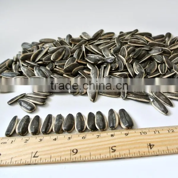 363 Sunflower Seeds From Inner Mongolia photo-2