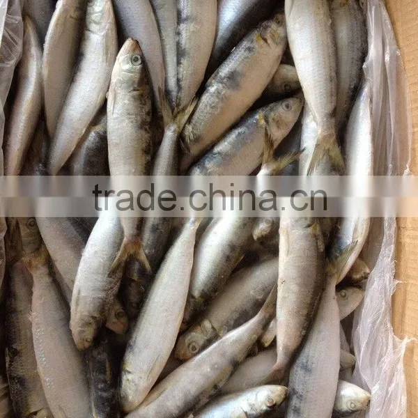 Good Good Quality Frozen Lighting Sardine 100-120pcs/ctn photo-3