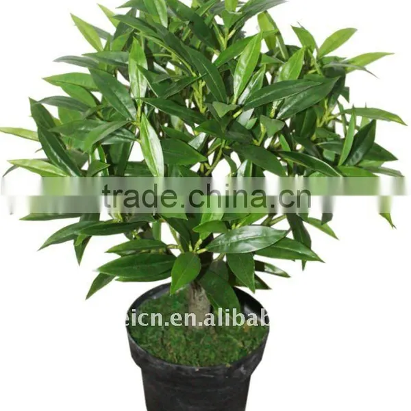Olive Tree