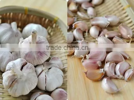 2016 Fresh Natural White Garlic or Red Garlic photo-4