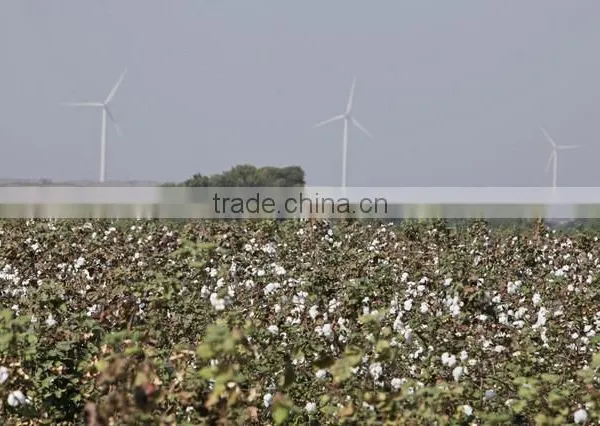 Best Quality Raw Cotton photo-6
