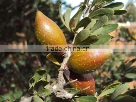 Argan Oil photo-5