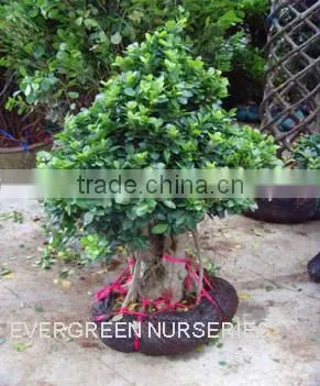 Ficus Microcarpa