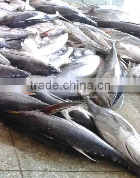 Frozen Yellowfin Tuna photo-3