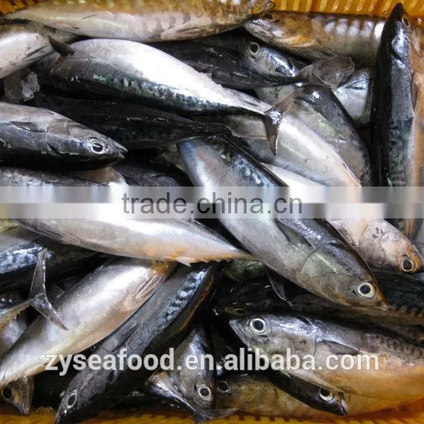 Land Frozen HACCP Cargo Bonito Tuna Manufacturer photo-3