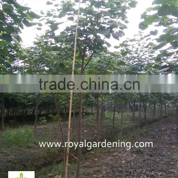 Hibiscus Tiliaceus Landscaping Tree photo-3