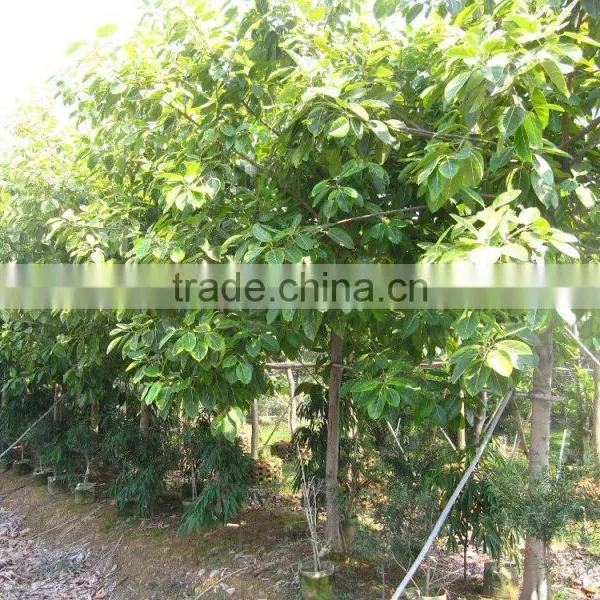 Ficus Benghalensis Variegata photo-2