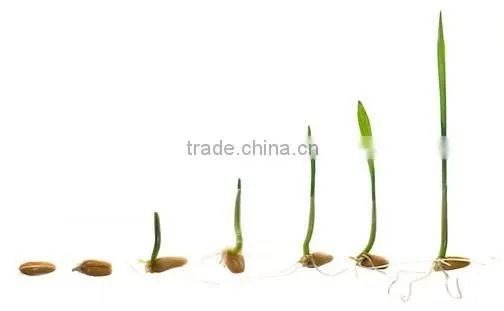 Automatic Sprout Machine/black Soya photo-4