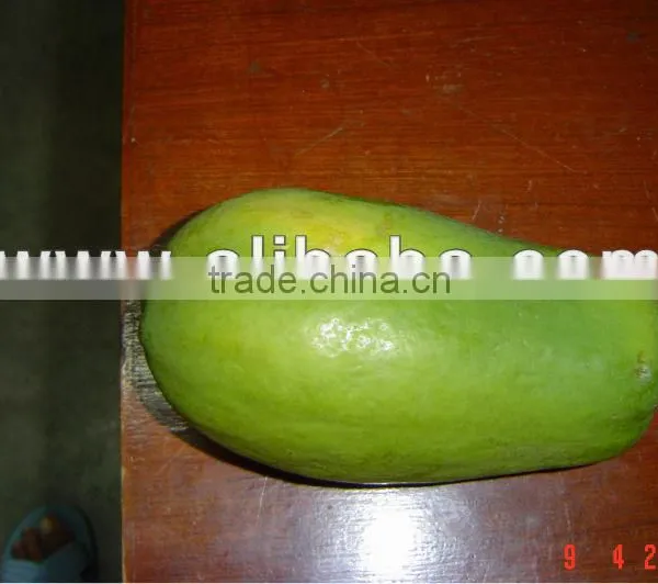 Papaya