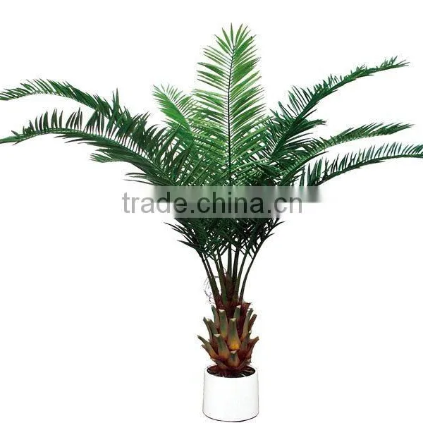 Palm Tree+