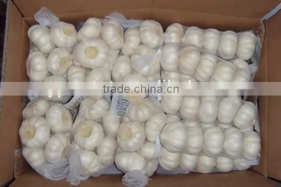 Pure White Garlic