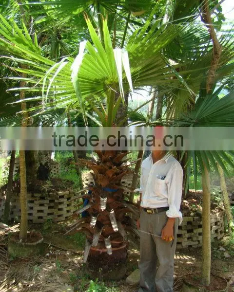 Washingtonia FiliferaLinden.Wendland of Outdoor Ornamental Decrotive Landscaping Palm Trees Plants photo-6