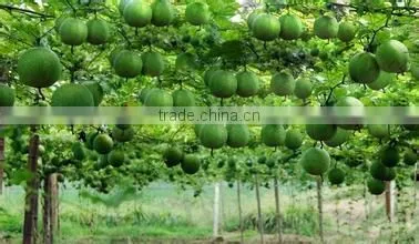 Hot Selling Fertilizer photo-5
