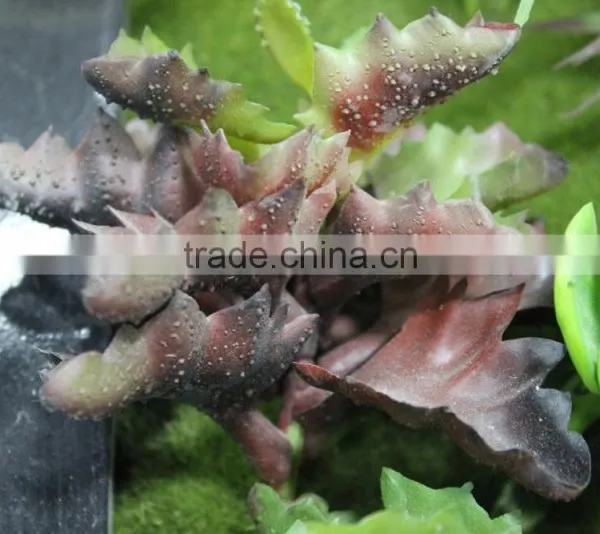 Environmental Protection Artificial Green Wall Succulent Plant Wall photo-5