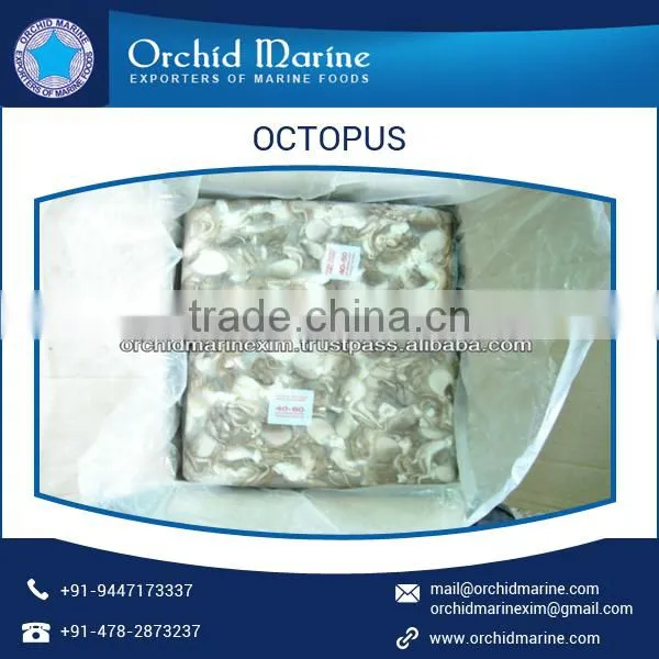 Huge Quantity of Frozen Octopus Available in Different Sizes photo-4