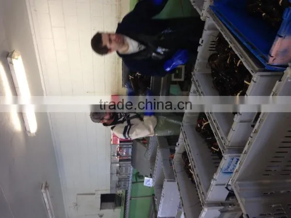 Live Canadian Lobster photo-3