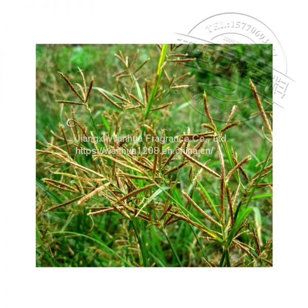High Quality Flavor Oil Wholesale photo-2