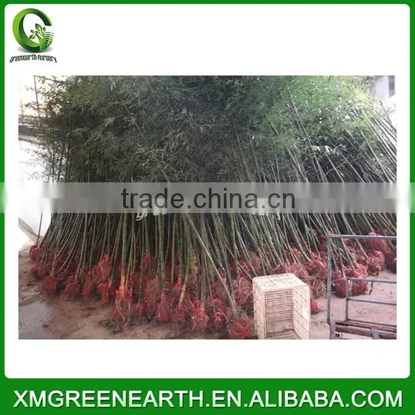 PHYLLOSTACHYS PUBESCENS Diameter 3-4cm (1) photo-3