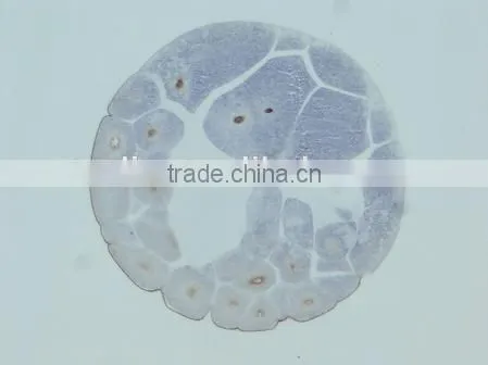 Embryo Slides , Frog Embryo Slides , Embryology Slides ,embryo Teaching Slides photo-4
