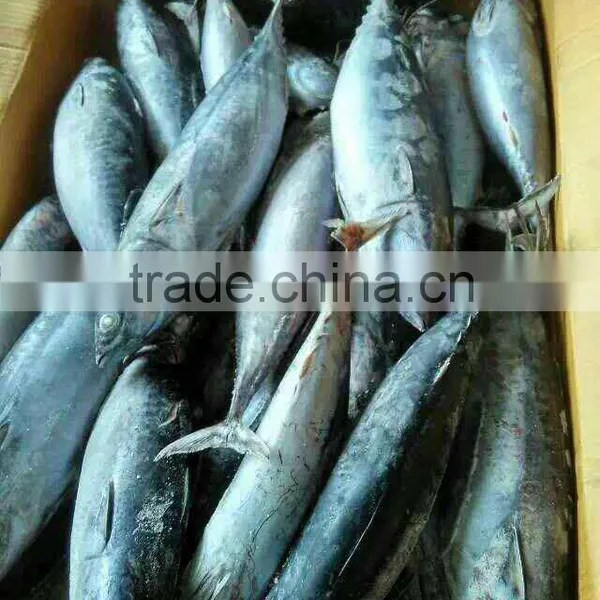 Frozen Bonito photo-6