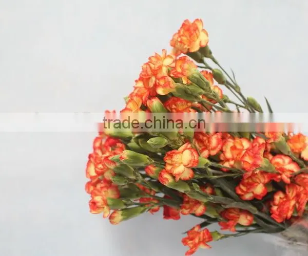 Elegant in Smell Hot Sale Fresh Carnation for Home Decoration photo-3