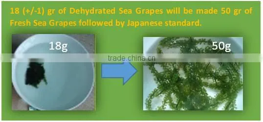 CAULERPA LENTILLIFERA FRESH SEAGRAPES - SEAWEED VIETNAM GREEN CAVIAR OKINAWA DEHYDRATED JAPAN TIDA KIM OEM PRODUCTION SEAFOOD photo-2