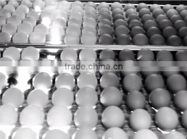 CLEAN FRESH WHITE AND BROWN EGGS FOR SALE BRAZIL ORIGIN photo-3