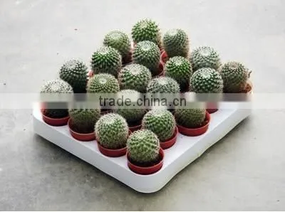 Mammillaria Hahniana 5.5cm Mini Cactus Succulent Indoor Plants Bonsai Nursery Echinocactus Grusonii Cereus Cacti Opuntia Dilleni photo-3