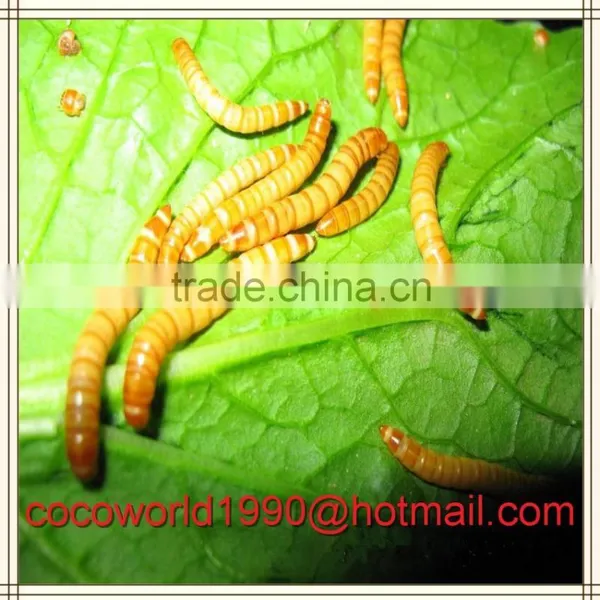 Bird Eating Worm/mealworm Snack/what do Mealworms Like to Eat photo-2