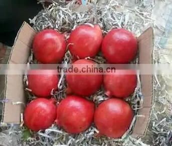 New Arrival of Fresh Pomegranate Fruit Supplier in India / Malaysia / Singapore / Dubai / Maldives / Sri Lanka photo-5